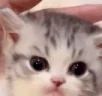 catHide emote