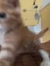 WAKEUP emote