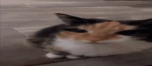 luh emote