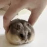 HAMSPIN emote