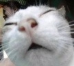 luh emote