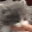 CatBite