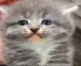 Spellinger emote