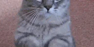 pawjob emote