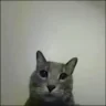 fokiu emote