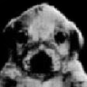 doomeddog emote