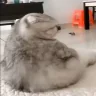 oiblya emote