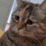 sadMeowing emote