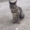 Catflip emote