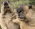 LETHIMCOOKMARMOT emote
