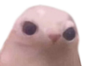 car emote