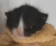 catScream emote