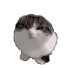 wawas emote