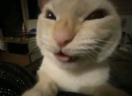 nyejeje emote