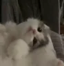 chill emote