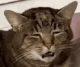 baked emote