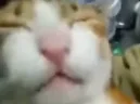 mawmaow emote