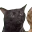 dissociatingCat