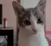 vuh emote