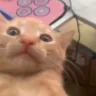 waa emote
