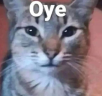 Oye emote