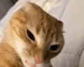 cuh emote