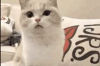 wut emote