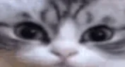 WW)) emote