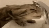 SillyCatTryingToDrinkWater emote