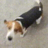 dogKiss emote