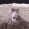 Jumpscare emote