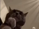 catClap emote