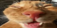 Auh emote