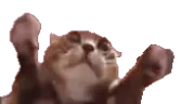 clappi emote