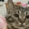angee emote