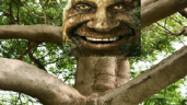 TreeWide emote