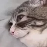 imtired emote