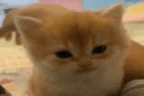 IDontCareIJustWannaSleep emote