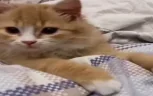 ehh emote