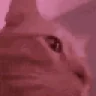 catVibes emote