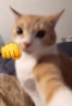 calla emote