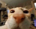 bo emote