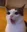 CatYap