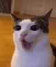 Yapping emote