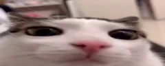 plink emote