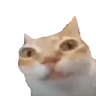 Ermm emote