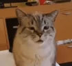 catsneeze emote