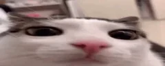 plink emote