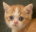 Emote
