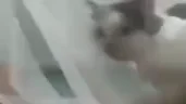 haa emote